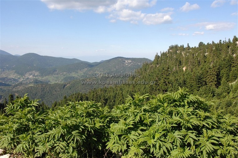 Abies cephalonica