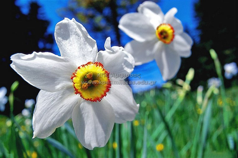 Narcissus poeticus