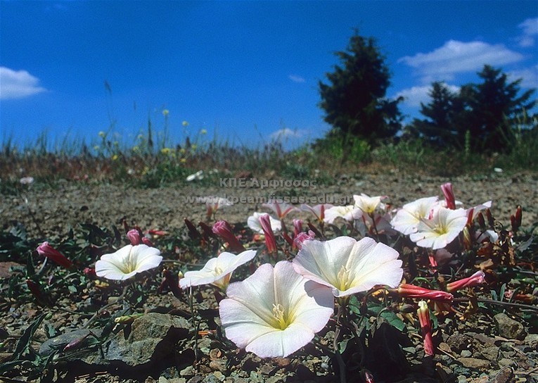 Convolvulus sp
