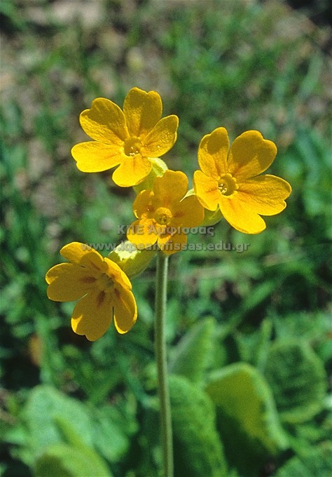 Primula vulgaris
