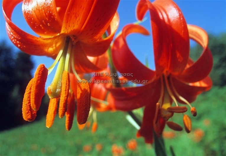 Lilium chalcedonicum