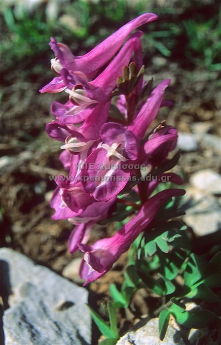 Corydalis densiflora