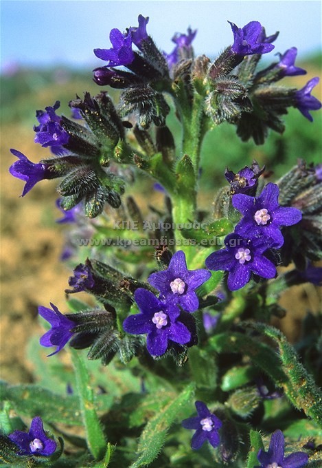 Anchusa hybrida