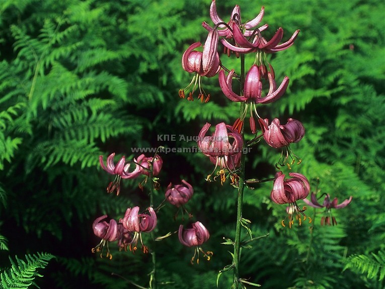 Lilium martagon