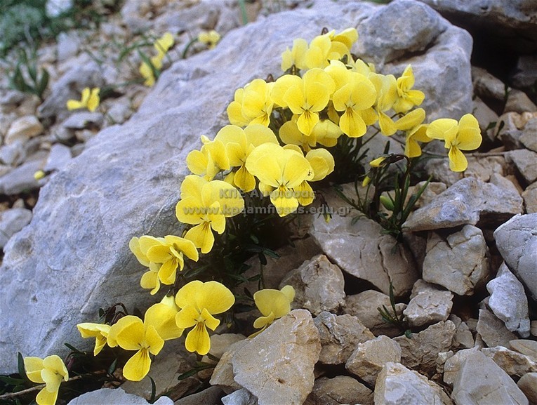 Viola aetolica