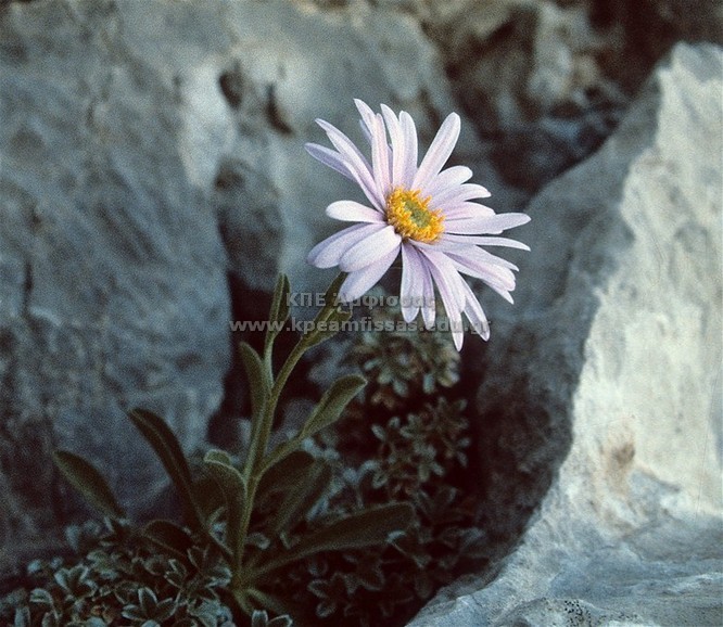 Aster alpinus