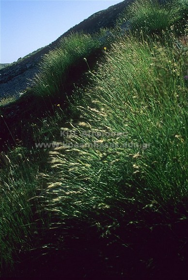 Festuca sp