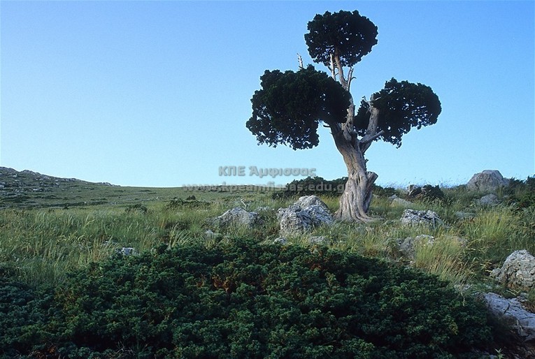 Juniperus toeditissima