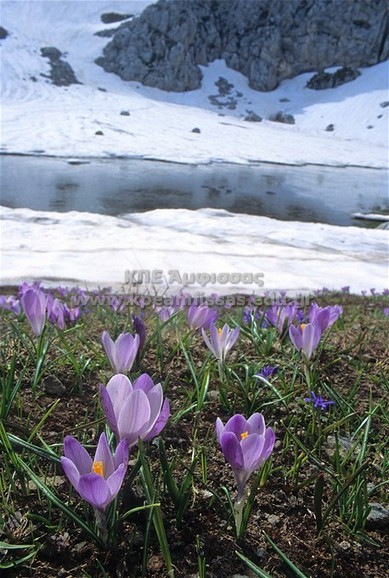 Crocus veluchensis