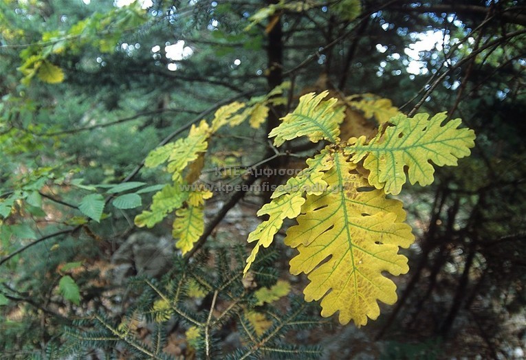 Quercus sp