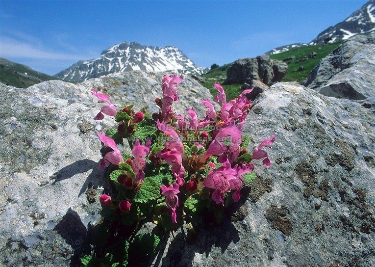 Lamium garganicum
