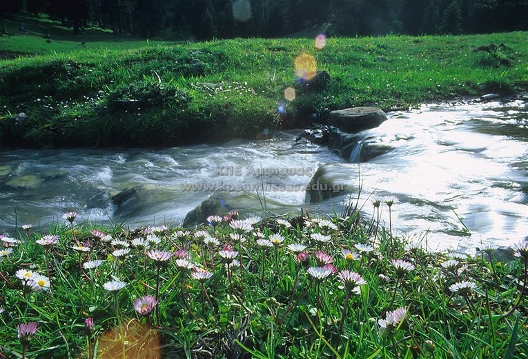 Bellis parennis