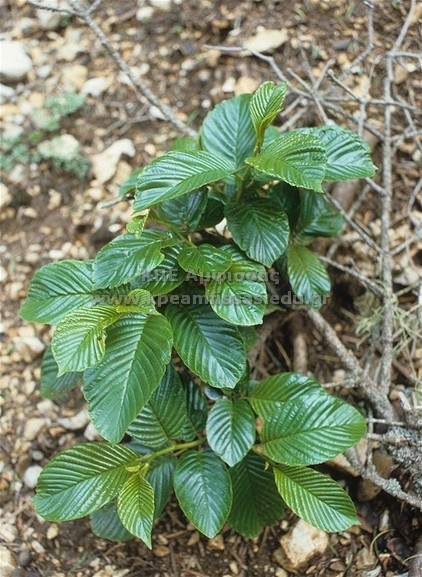 Fragula rupestris