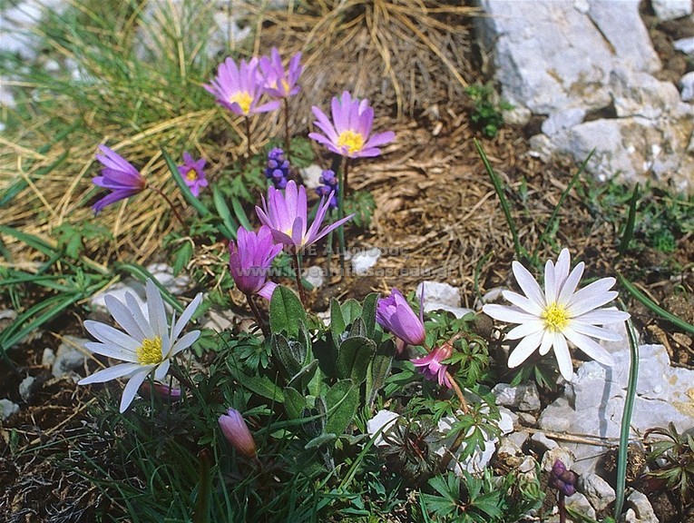 Anemone blanda