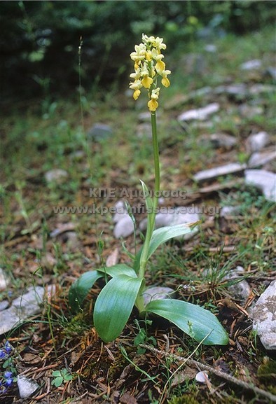 Orchis pallens