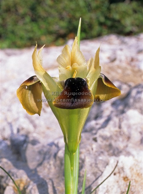 Hermodactylus tuberosus