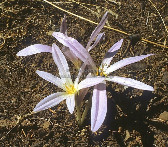 Colchicum sp