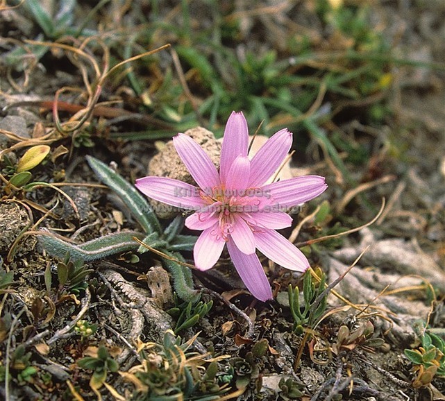 Scorzonera rosea
