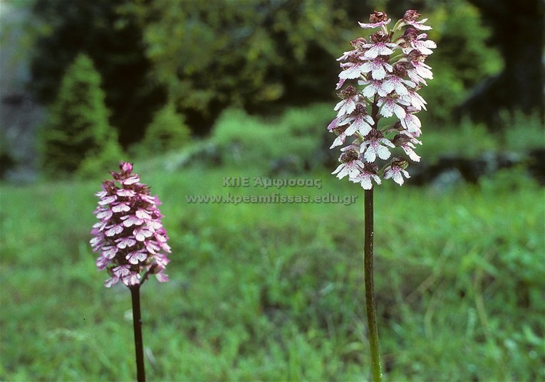 Orchis purpurea