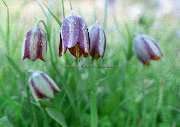 Fritillaria nutabilis