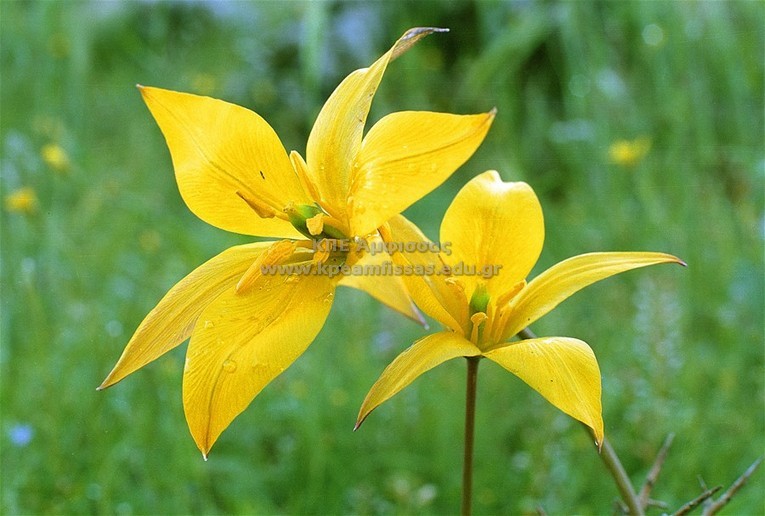 Tulipa australis