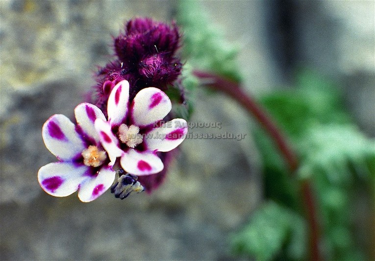 Anchusa variegata