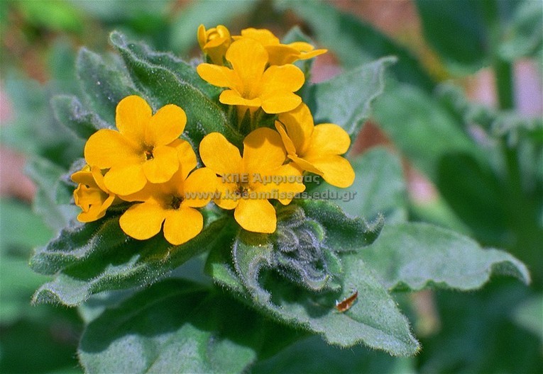 Alkanna orientalis