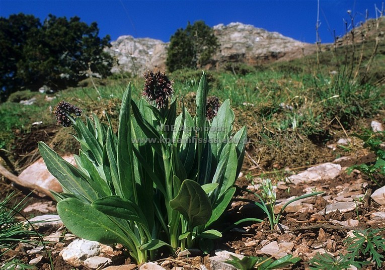 Selynandius stamineus