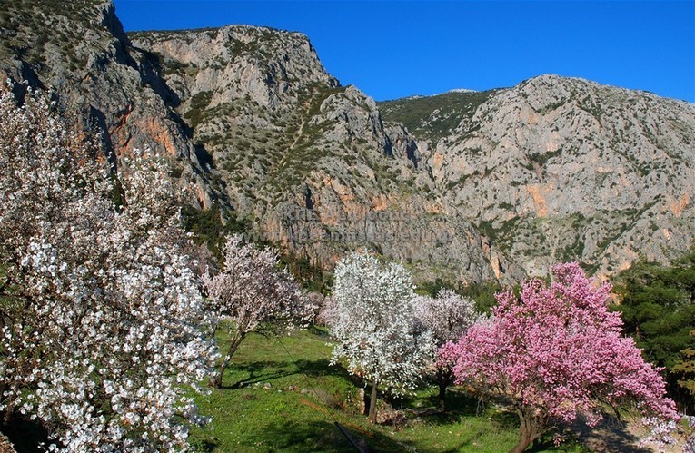 Prunus dulcis