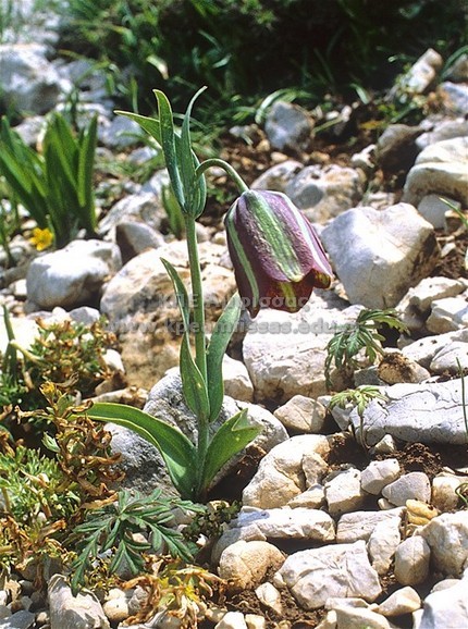 Fritillaria sp