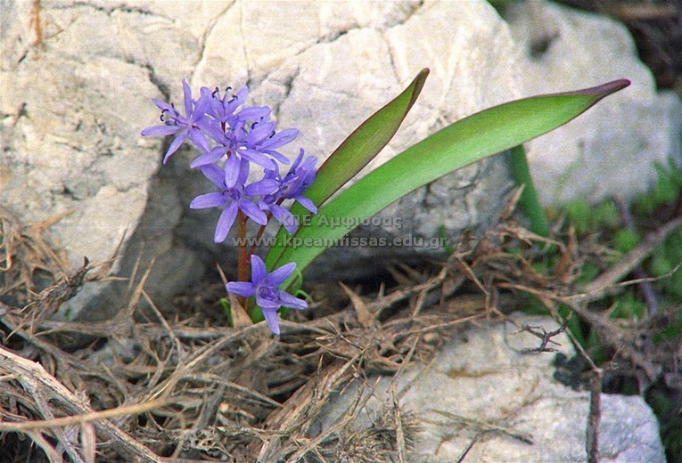 Scilla bifolia