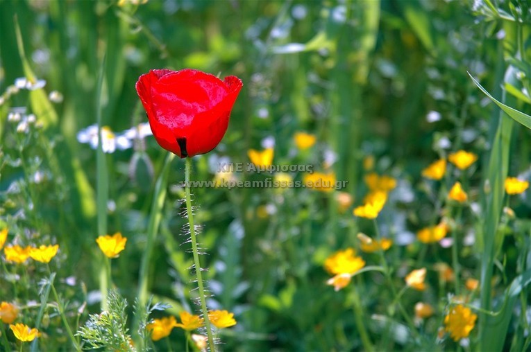 Papaver rhoeas