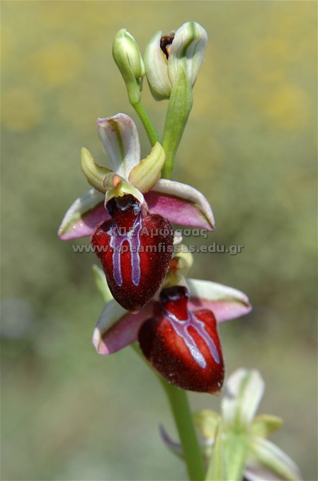 Ophrys sp