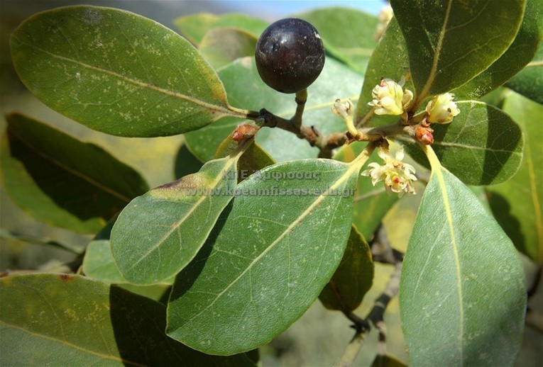 Laurus nobilis