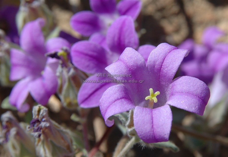 Campanula topaliana