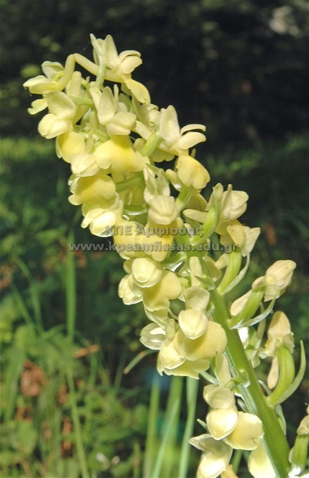Orchis sp