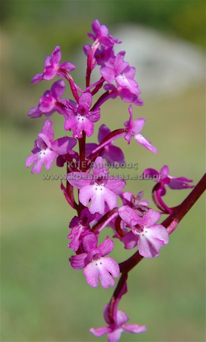 Orchis quatripunctata