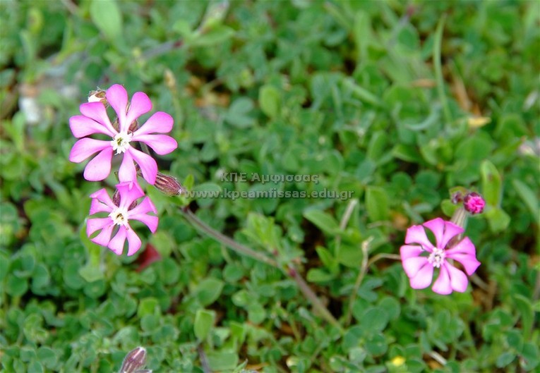 Silene colorata