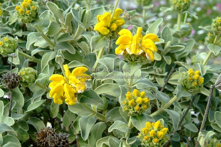Phlomis fruticosa