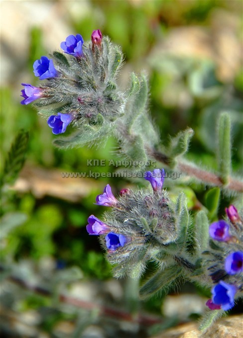Alkanna tinctoria