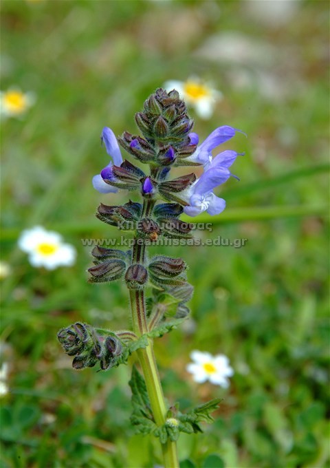 Salvia verbenaca
