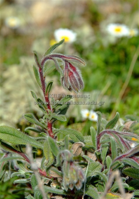 Onosma frutescens