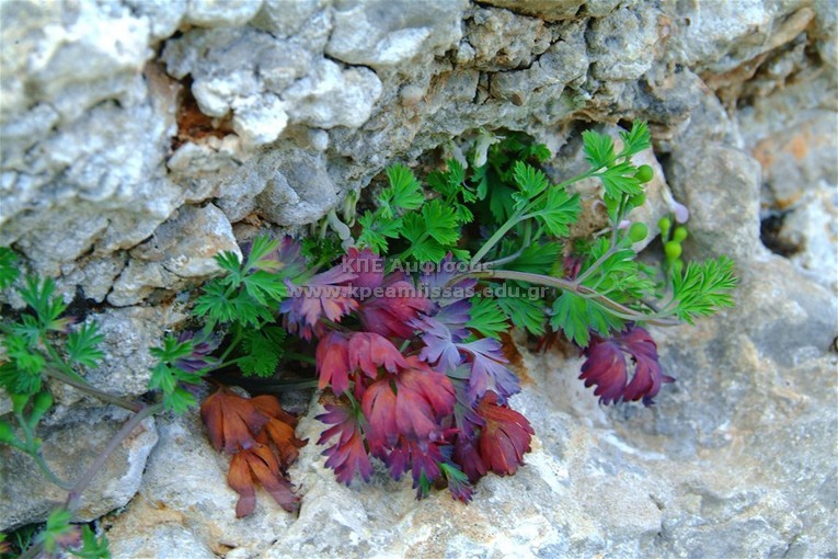 Fumaria sp