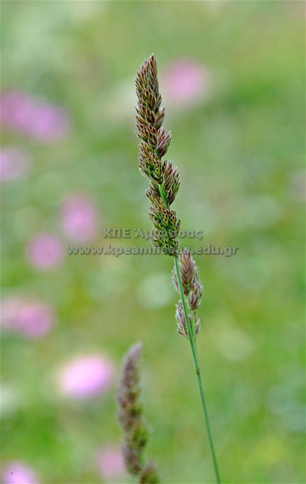 Dactylis glomerata