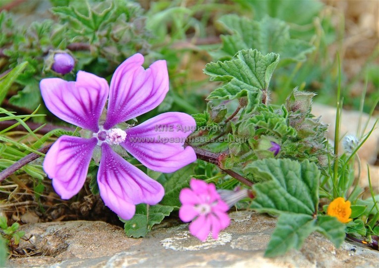 Malva sylvestris