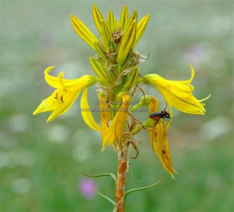 Asphodeline lutea