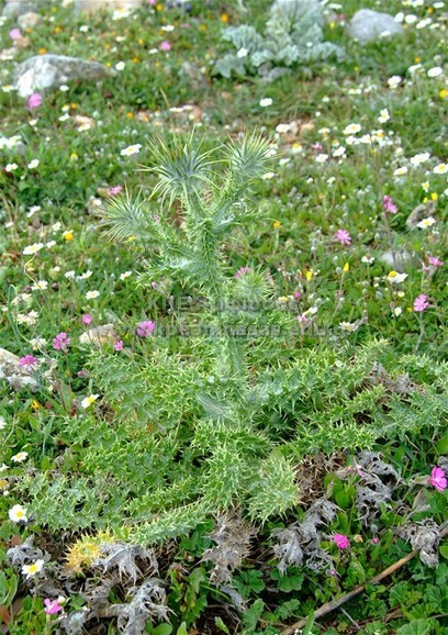 Onopordon sp