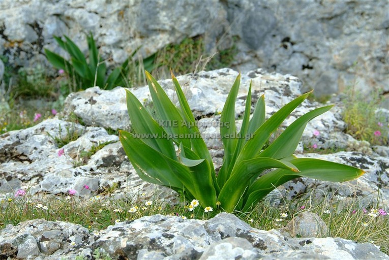 Orginea maritima
