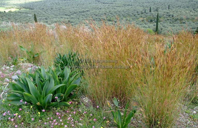 Hyparrhenia hirta