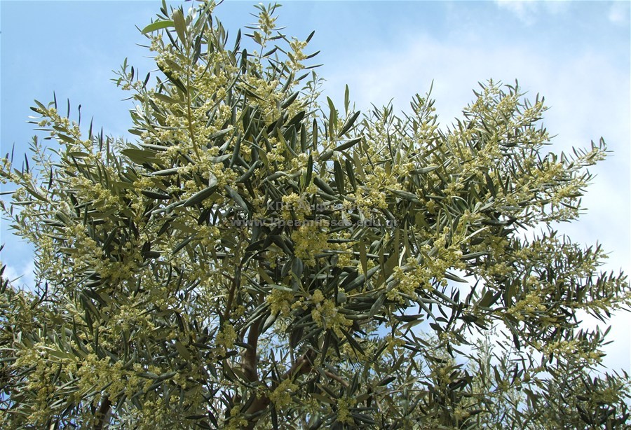 Olea europaea